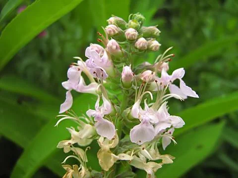 Pink Flower Stock Photos