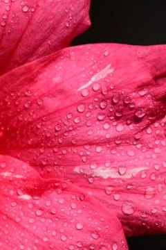 Pink flower 写真素材