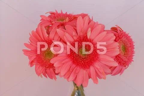 Pink flower Stock Photos