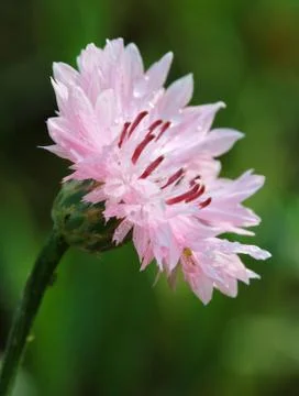Pink flower Stock Photos