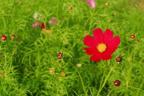 Pink flower Stock Photos