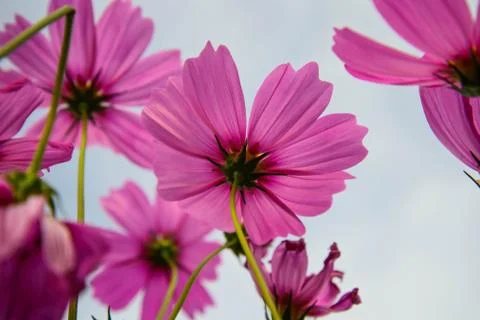 Pink flower Stock Photos