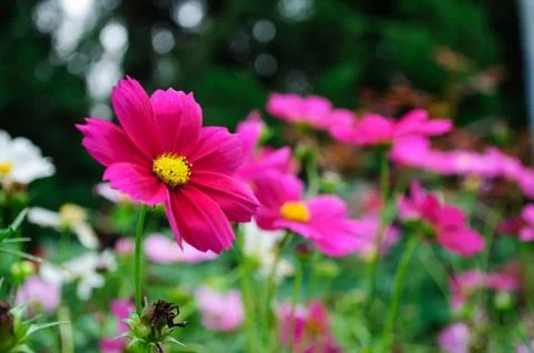Pink  flower Stock Photos