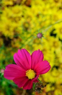 Pink  flower Stock Photos