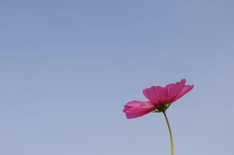 Pink  flower Stock Photos