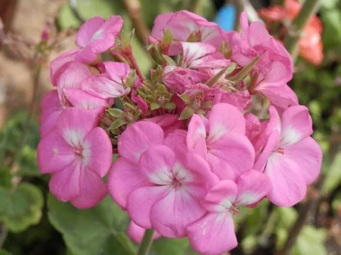 Pink flower 스톡 사진