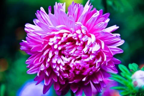 Pink flower Stock Photos