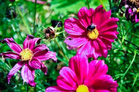 Pink flower Stock Photos