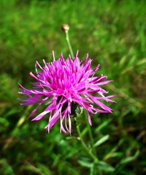 Pink flower Stock Photos