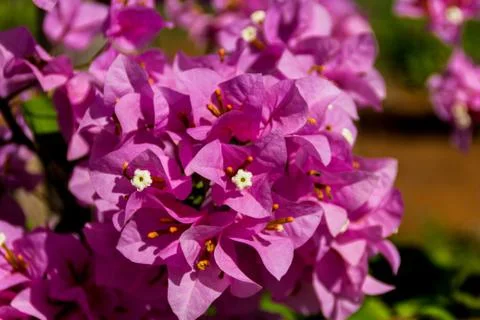 Pink flower Stock Photos
