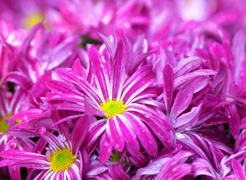 Pink flower Stock Photos