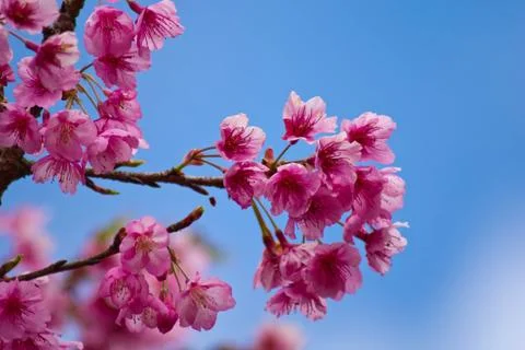 Pink flower Stock Photos