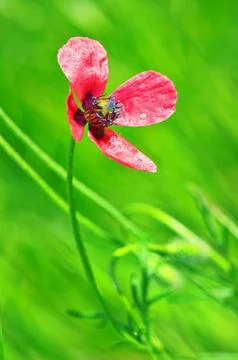 Pink flower Stock Photos