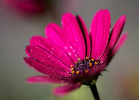 Pink Flower Stock Photos