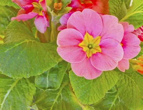 Pink flower Stock Photos