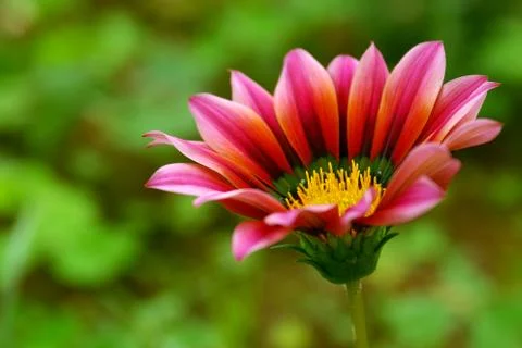 Pink flower Stock Photos