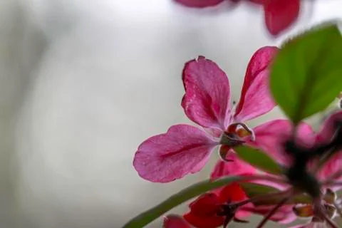 Pink flower Stock Photos