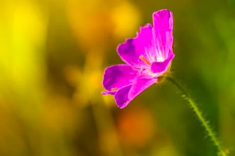 Pink flower Stock Photos