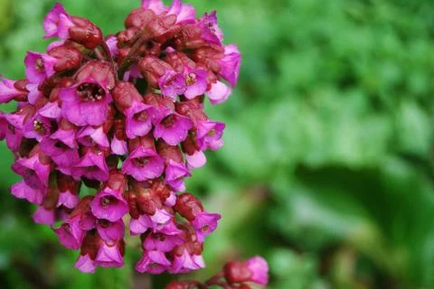Pink flower Stock-Fotos