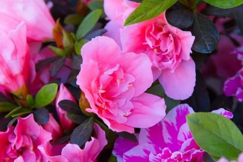Pink flower Stock Photos
