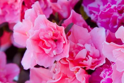 Pink flower Stock Photos