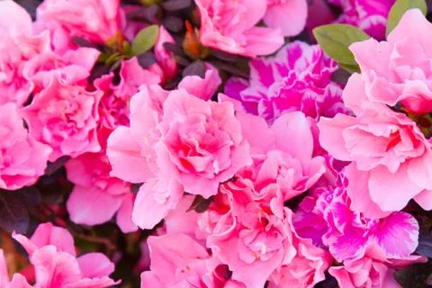 Pink flower Stock Photos