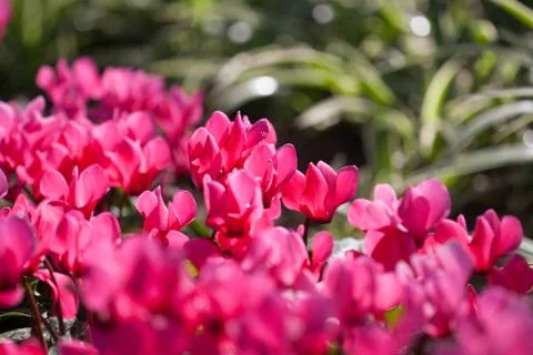 Pink flower Stock Photos