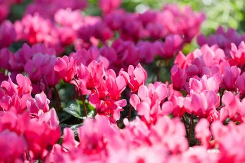 Pink flower Stock Photos