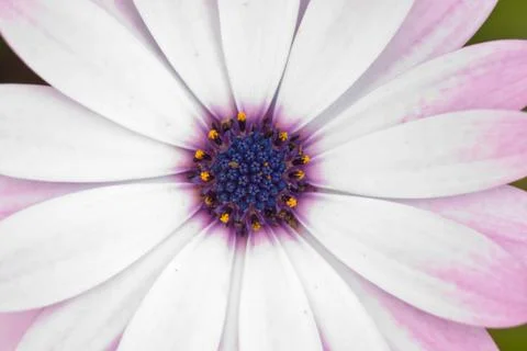 Pink flower Foto stock