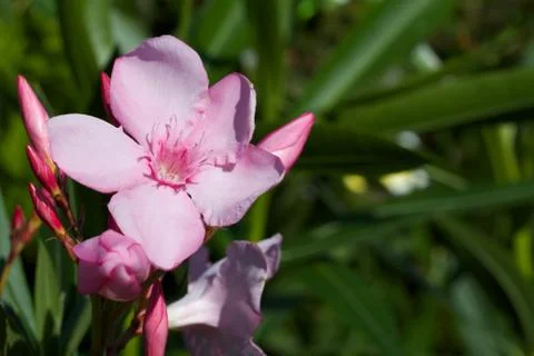 Pink flower Stock Photos