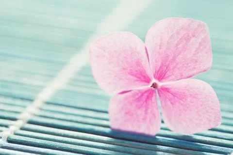 Pink flower Stock Photos