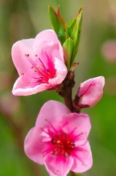 Pink flower 스톡 사진