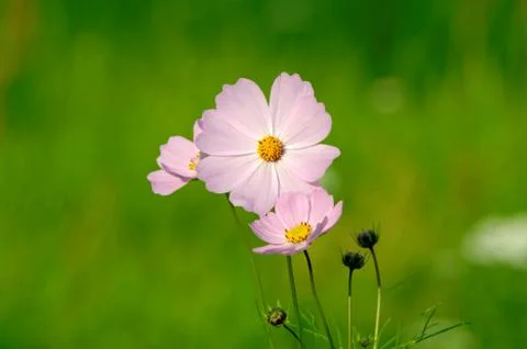 Pink flower Stock Photos