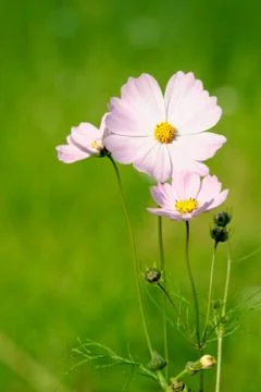 Pink flower Foto stock