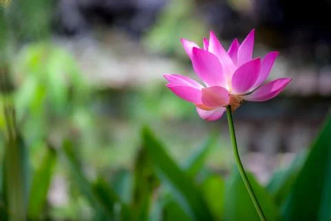 Pink flower 库存照片