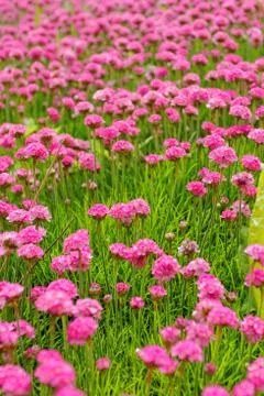Pink flower Stock Photos