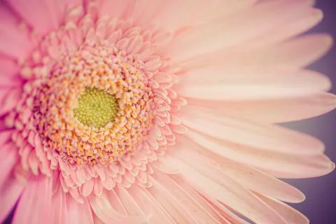 Pink flower Stock Photos
