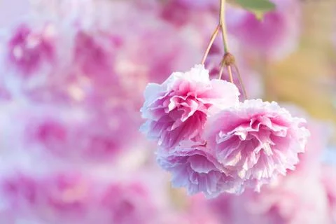 Pink flower Stock Photos