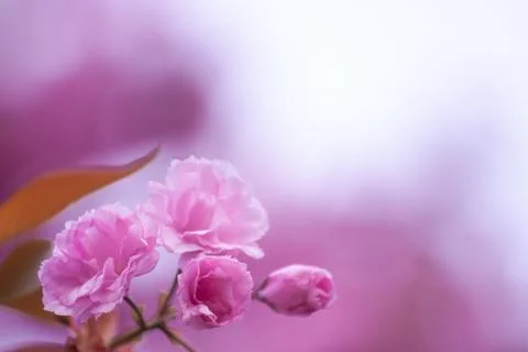Pink flower Stock Photos