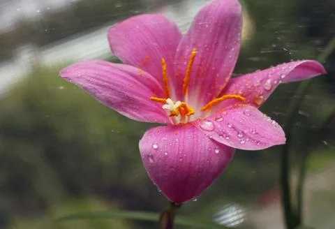 Pink flower Stock Photos