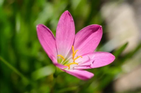 Pink flower Stock Photos