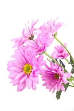 Pink flower Stock Photos