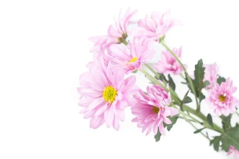 Pink flower Stock Photos