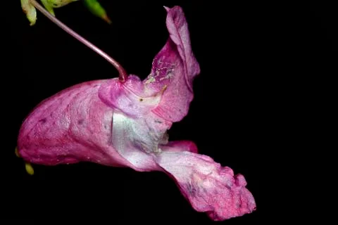 Pink flower 스톡 사진
