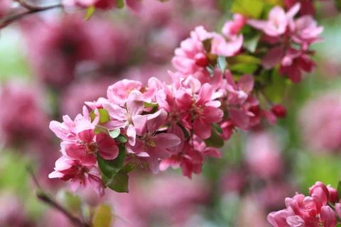Pink flower Stock Photos
