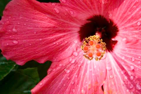 Pink Flower Stock Photos