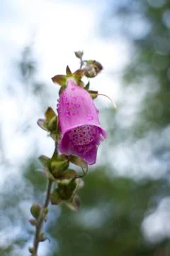 Pink Flower Stock Photos