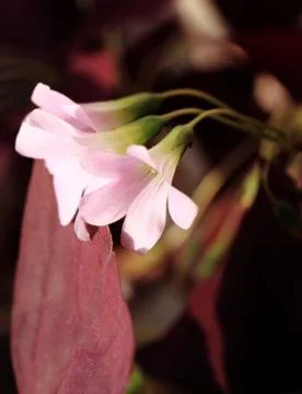 Pink flower Stock Photos