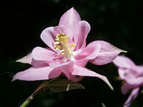 Pink flower Foto stock