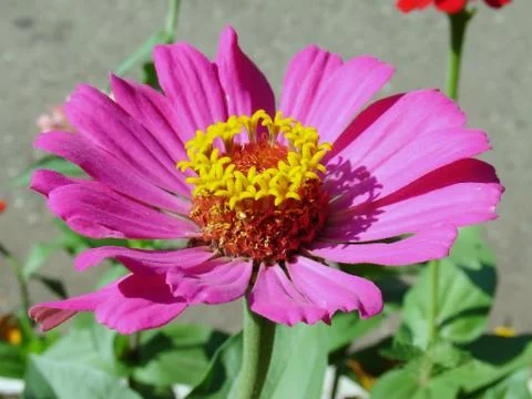 Pink flower Stock Photos